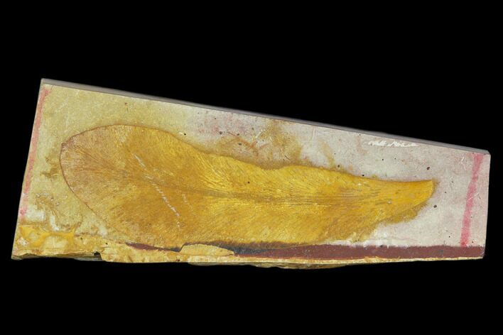 3.7" Fossil Seed Fern (Glossopteris) Plate - Australia